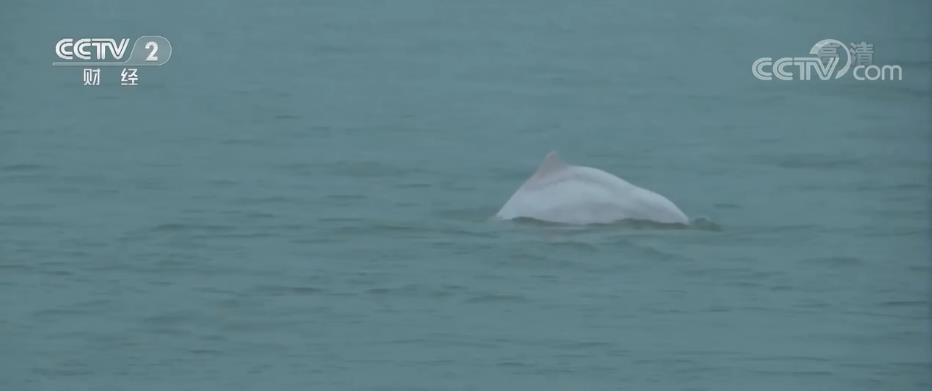 厦门海洋环境持续向好 中华白海豚数量逐年增加