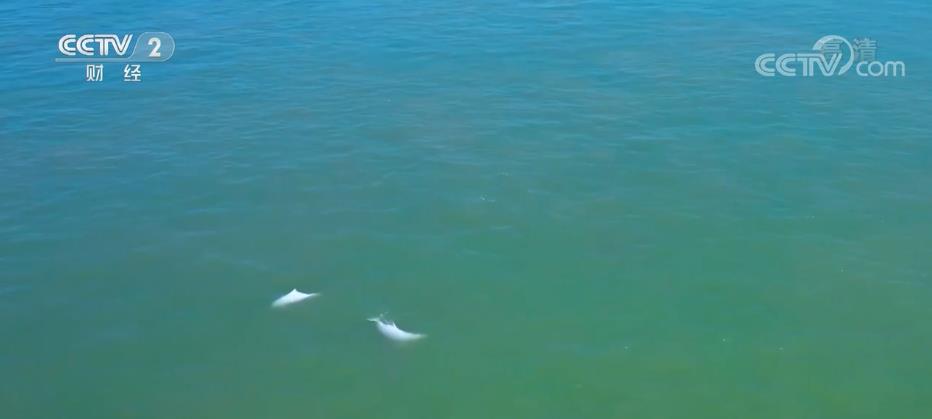 厦门海洋环境持续向好 中华白海豚数量逐年增加