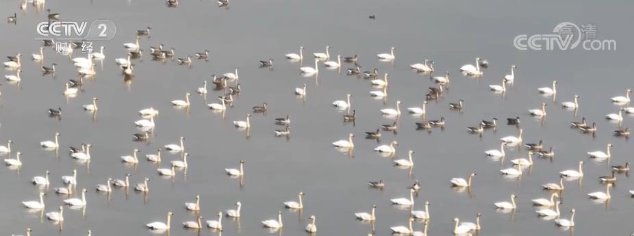 越冬候鸟飞抵江西上饶万年县湿地“度寒假”