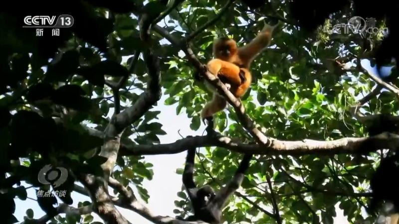 焦点访谈：保护生物多样性 中国在行动