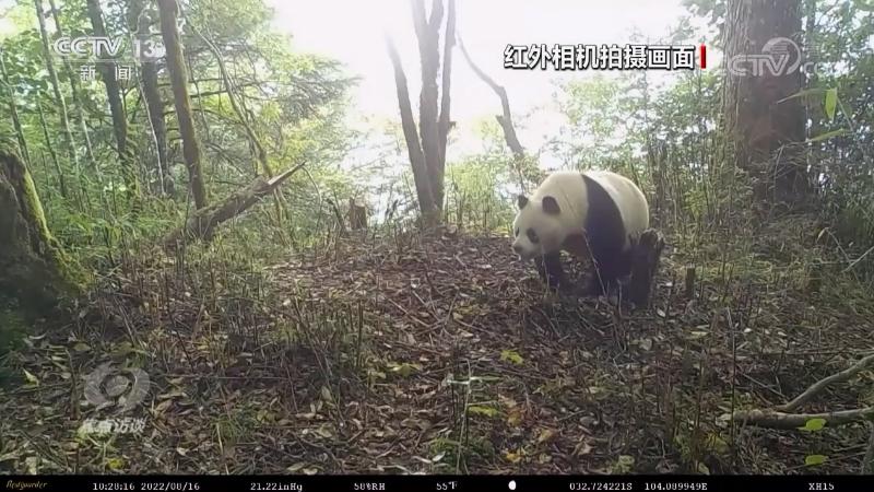 焦点访谈：保护生物多样性 中国在行动