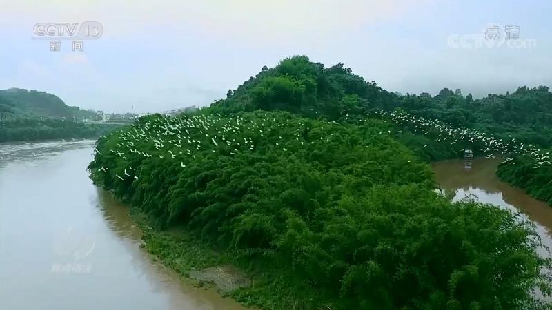 焦点访谈：保护生物多样性 中国在行动