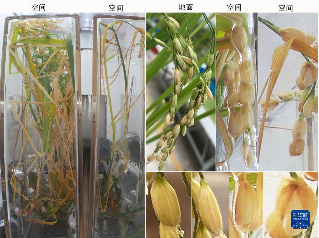 我国在国际上首次完成水稻“从种子到种子”全生命周期空间培养实验