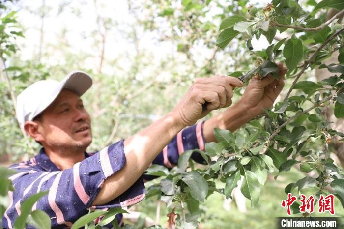 世界广泛种植的苹果何以在新疆阿克苏独一无二？
