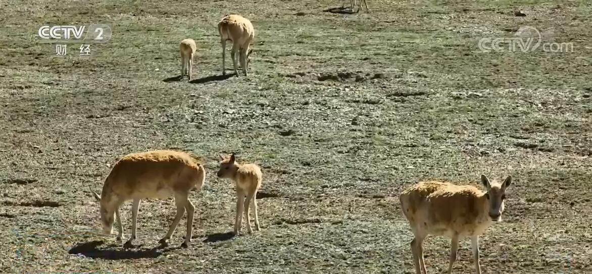 生态逐渐恢复 可可西里无人区重现藏羚羊迁徙震撼场面