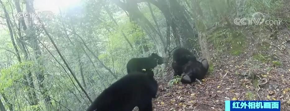 四只黑熊罕见同框 “熊宝宝”玩坏红外相机