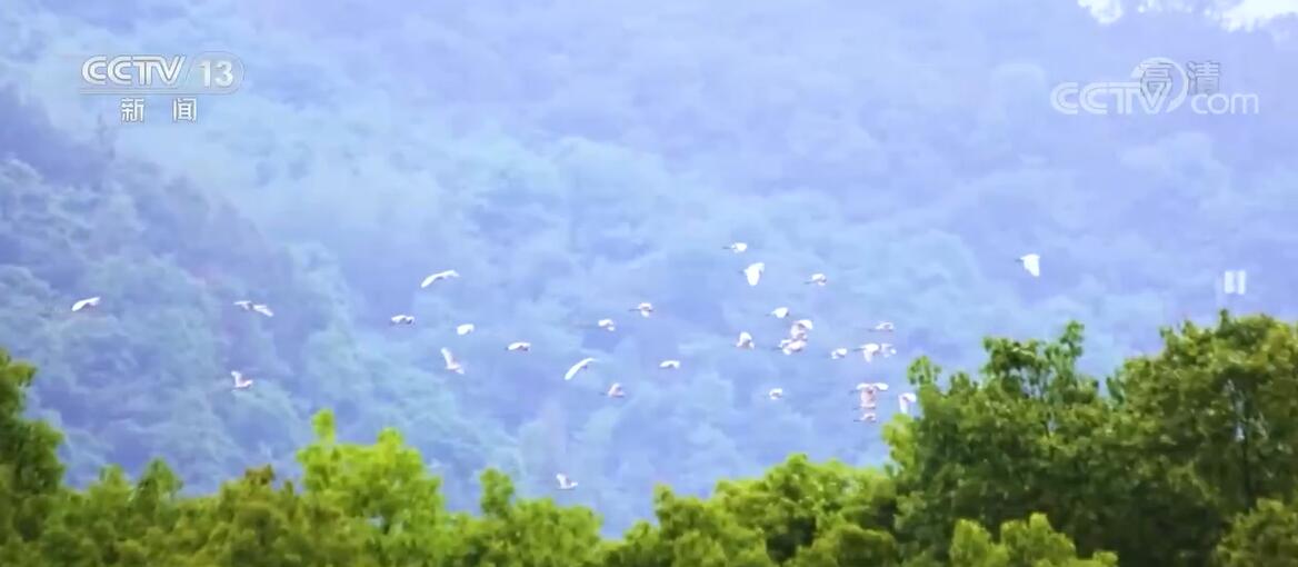 万余只候鸟飞临新安江沿江湿地公园