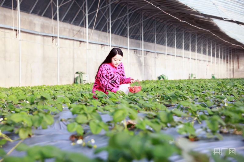 乡村新面貌|新疆阿图什温室草莓“抢鲜”上市
