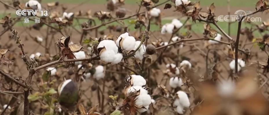 我国棉花年产量近600万吨 单产增长5.3%