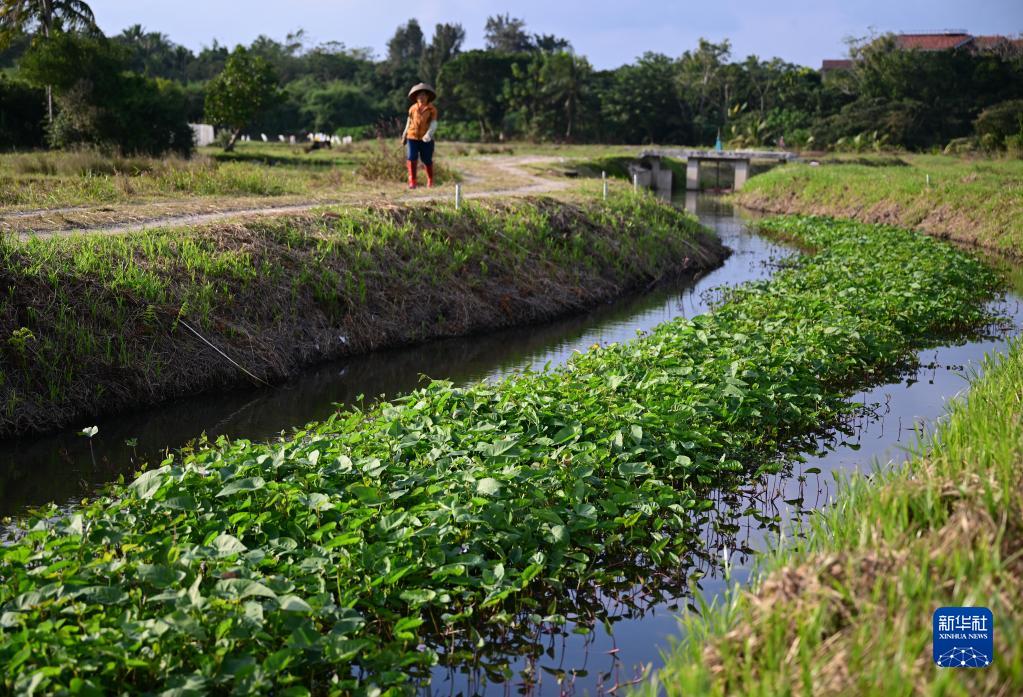 海南文昌：建设“生态浮岛” 净化河水水质