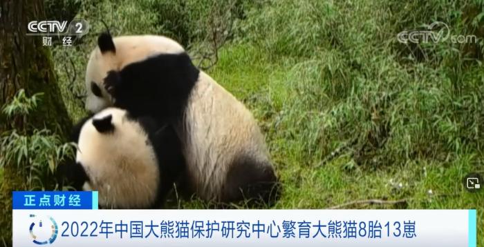 喜人成绩单！2022年中国大熊猫保护研究中心繁育大熊猫8胎13崽