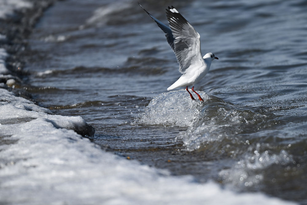 青海湖越冬水鸟数量同比增长3.5倍