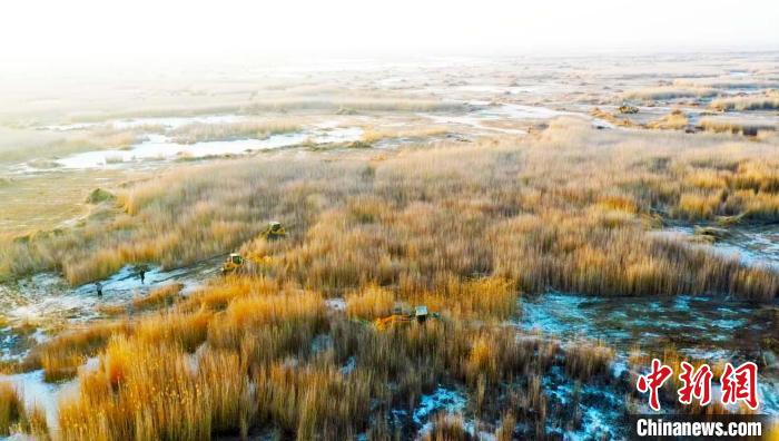 新疆博斯腾湖30万亩芦苇喜获丰收 大型机械冰上采收“苇”为壮观