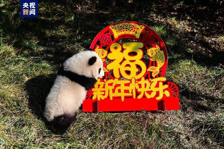 最萌新春祝福来了！熊猫中心2022级熊猫宝宝亮相贺新春