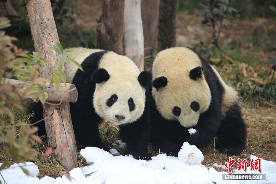 拥有“真皮大衣”的快乐 大熊猫雪地撒欢