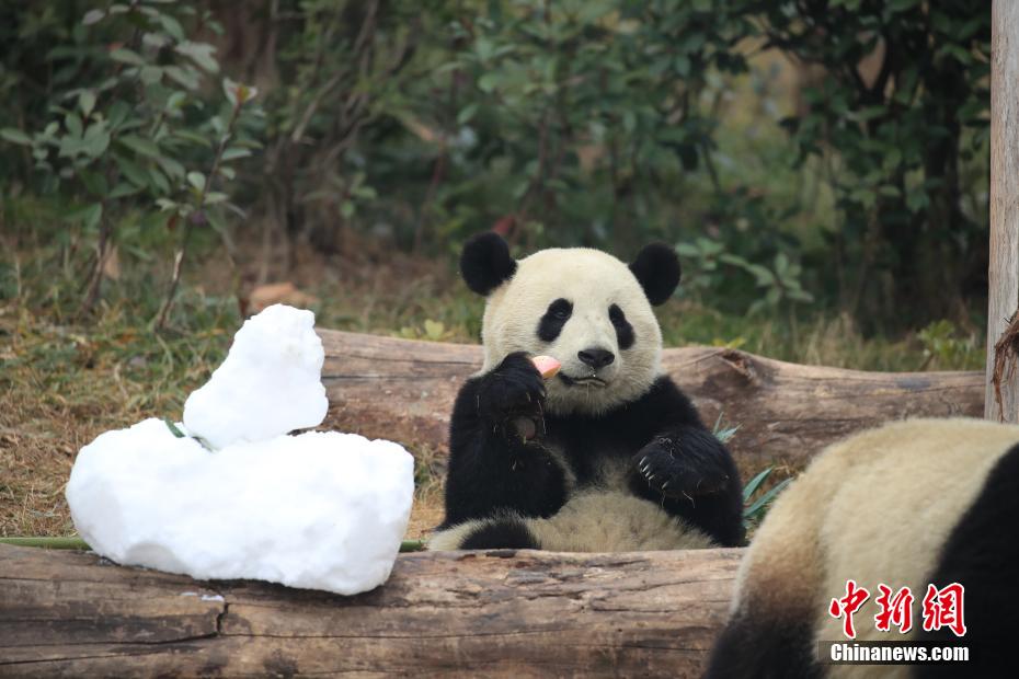 拥有“真皮大衣”的快乐 大熊猫雪地撒欢