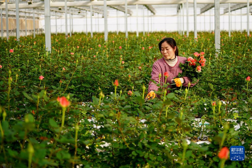 玫瑰花绽出“新希望”