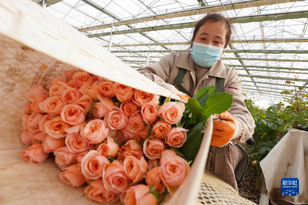 玫瑰花绽出“新希望”