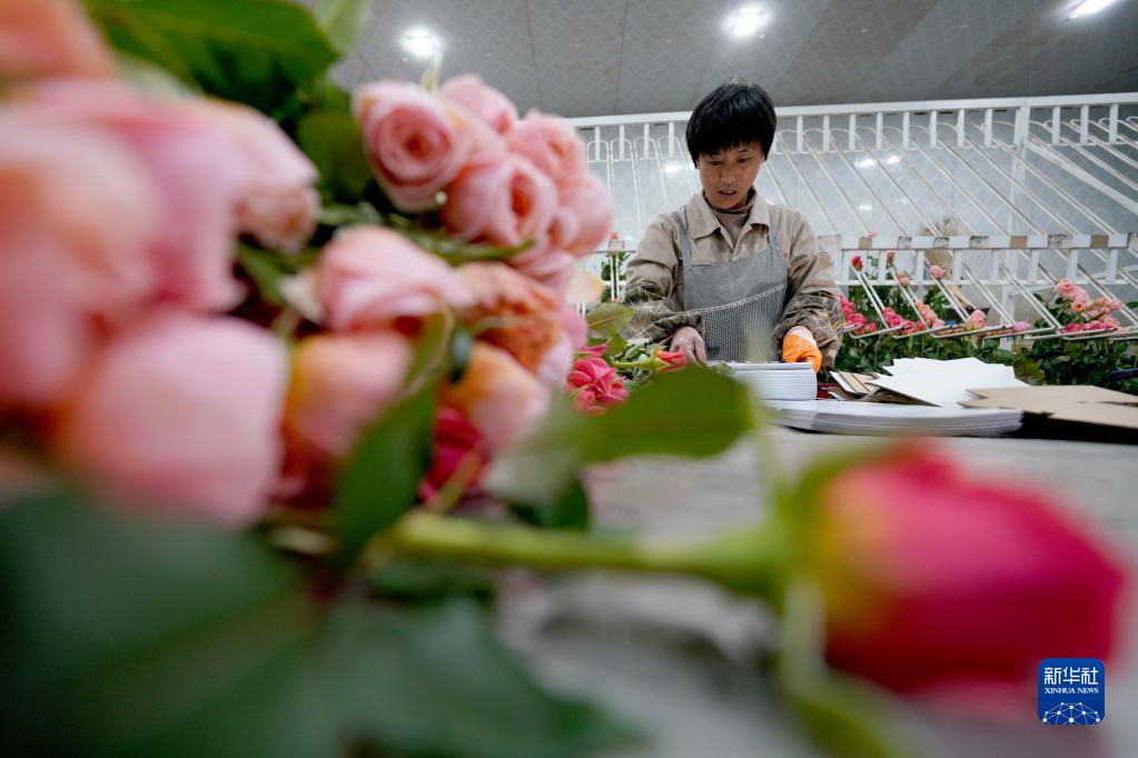 玫瑰花绽出“新希望”