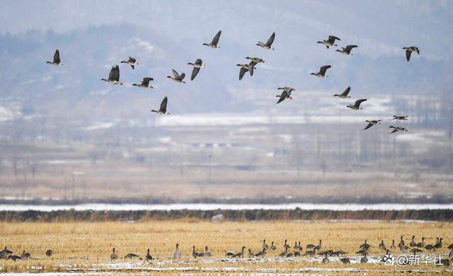 谱写美丽中国的湿地篇章——写在第27个世界湿地日