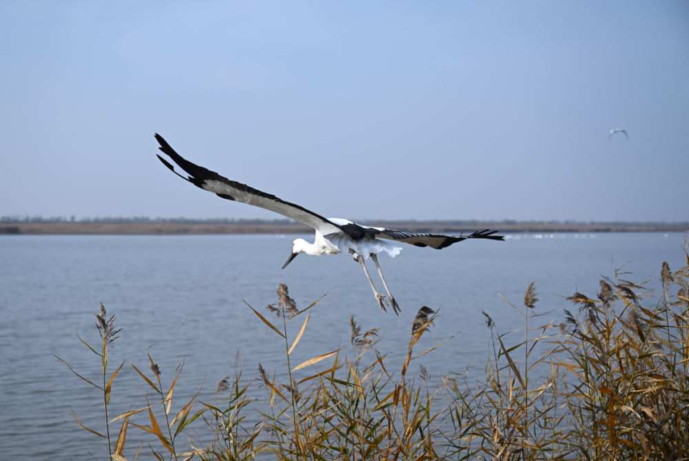 湿地好风景 候鸟舞翩跹——天津保护与修复湿地观察