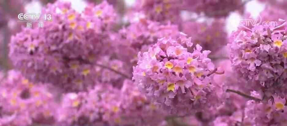 广东广州：紫花风铃花开正盛 浪漫花海游人如织