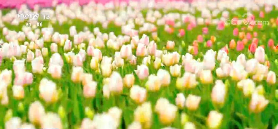 万物复苏春来到 花开中国遍地香