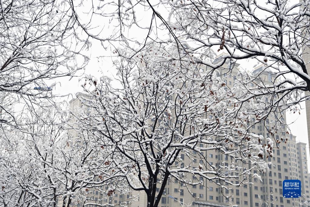 山西太原：雪落枝头