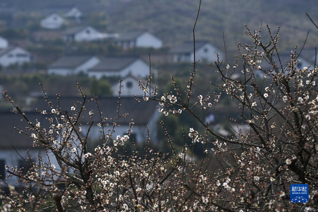 浙江湖州：梅花枝头俏
