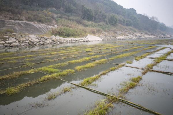 让水更清鱼欢畅——长江上游珍稀鱼类保护记