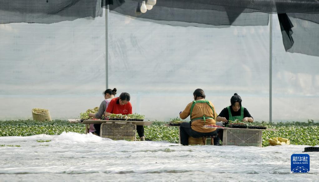 北京：现代化农业大棚生产忙