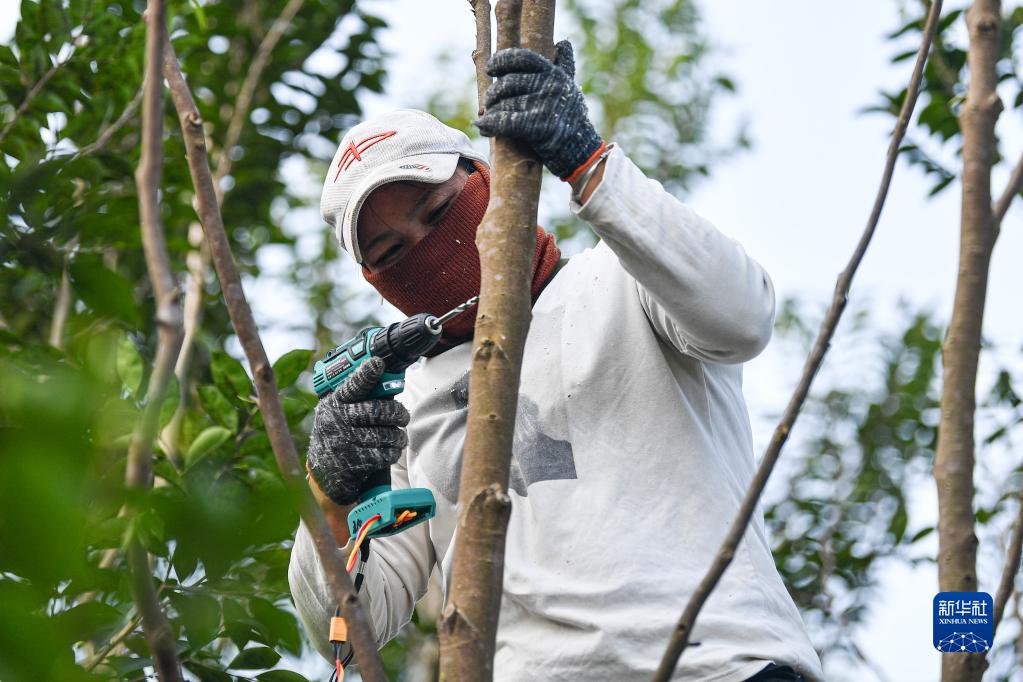 海南儋州：企业带动 沉香树成村民“致富树”
