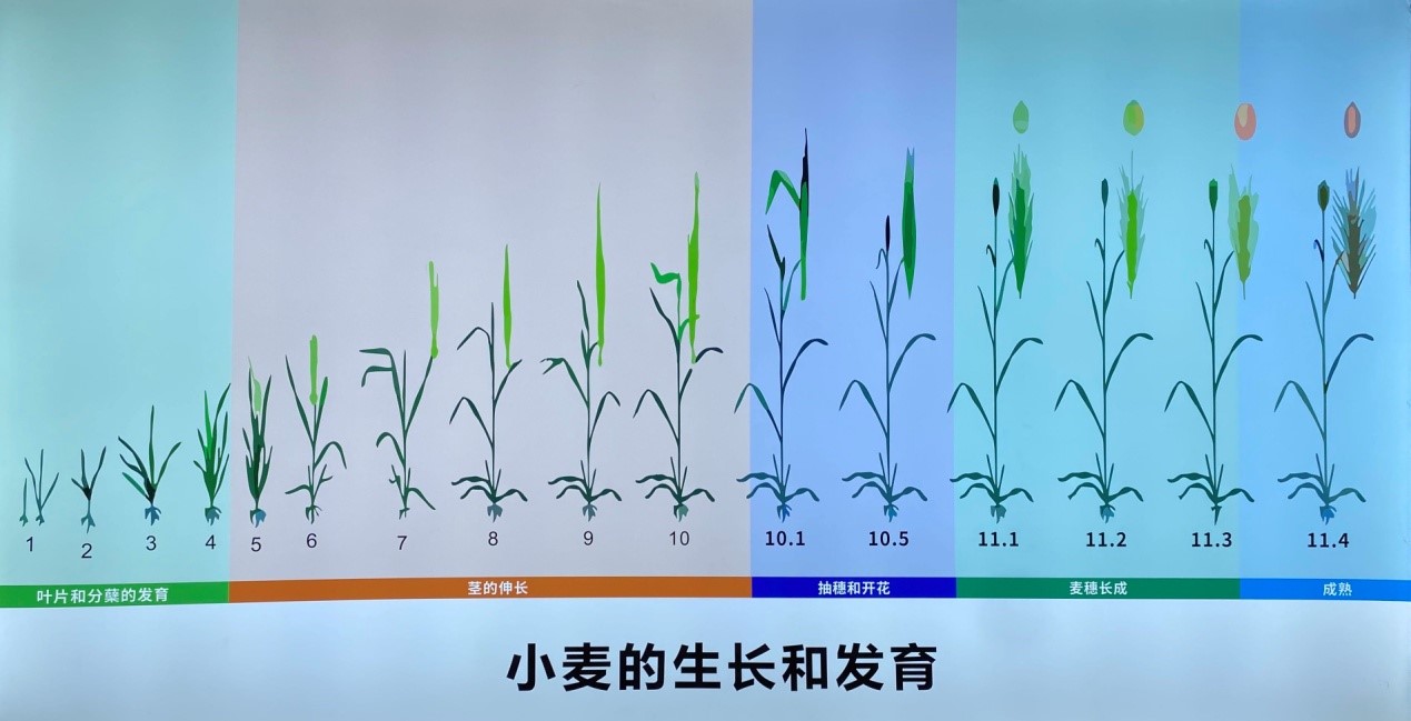 【走进区域看发展】四川德阳稻花公园：创新稻麦体验 转变农业生产模式