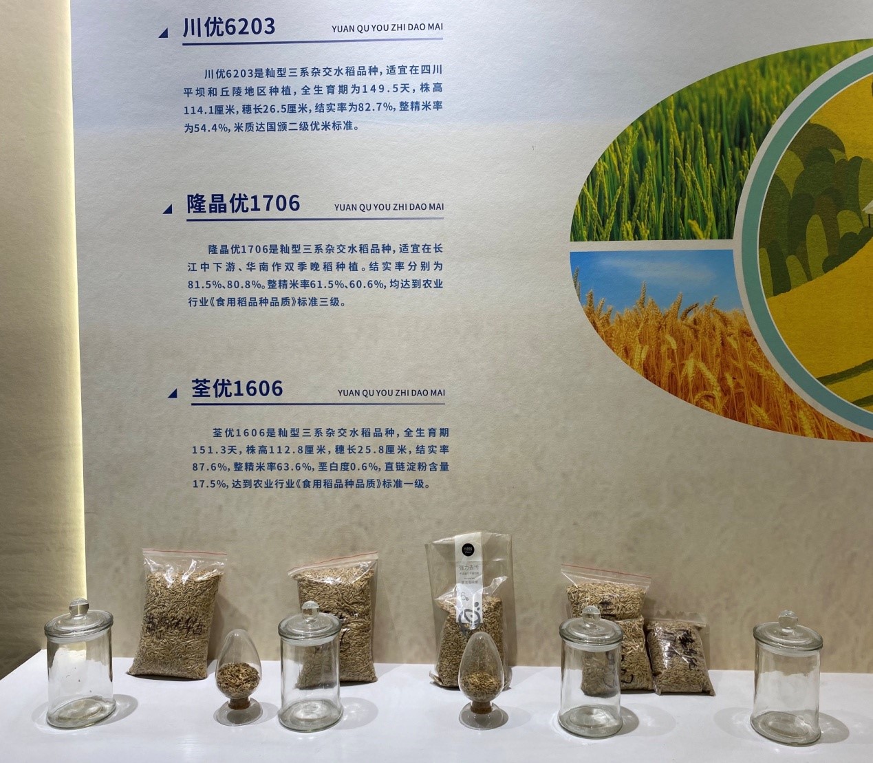 【走进区域看发展】四川德阳稻花公园：创新稻麦体验 转变农业生产模式