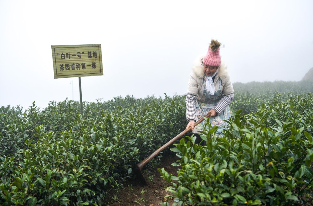 “共富茶”香，跨越2000公里的山海情缘——浙江安吉黄杜村与西部山乡的共富之路