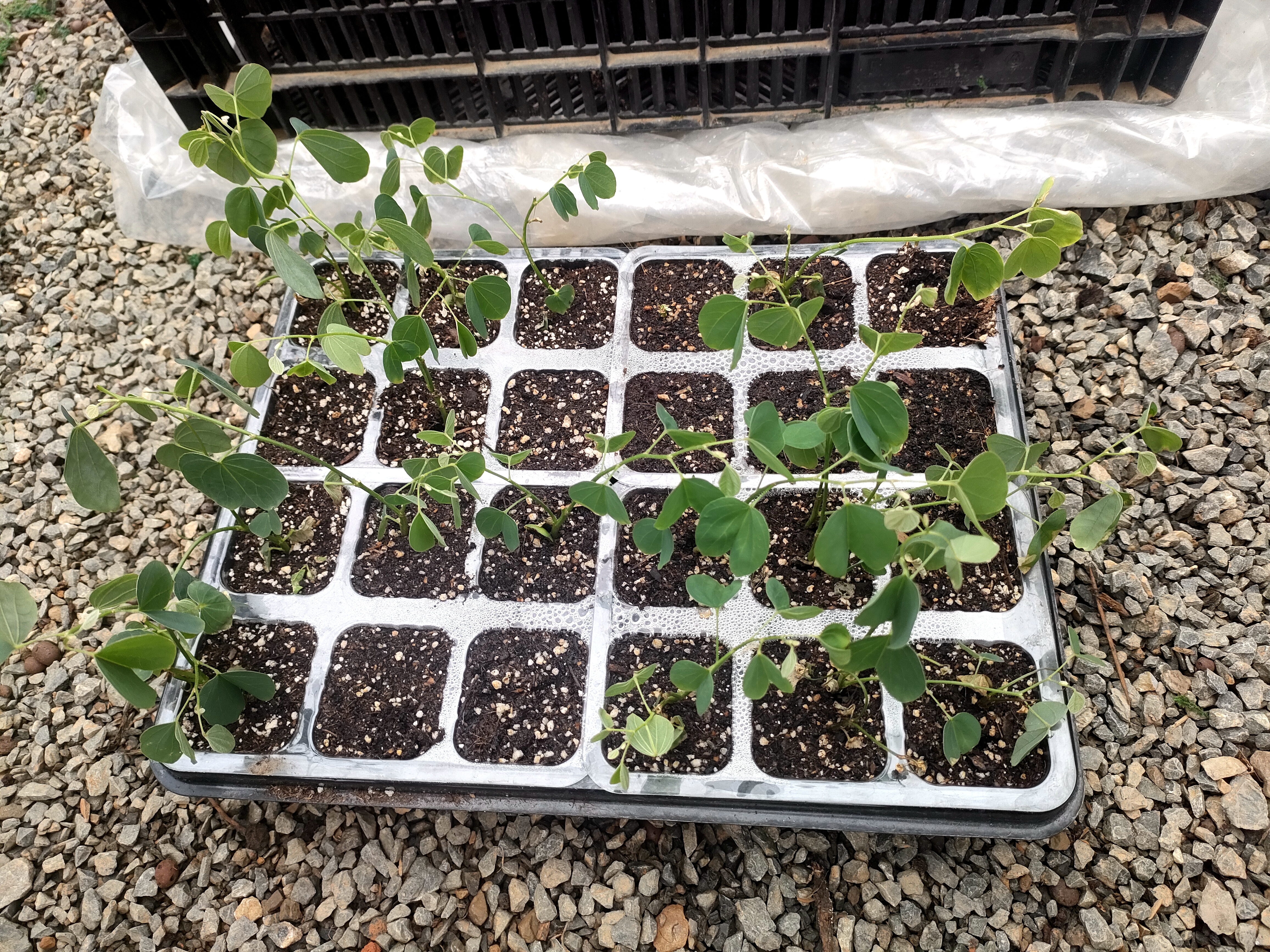 “太空遨游”半年的洋紫荆种子，12颗出苗移植啦！