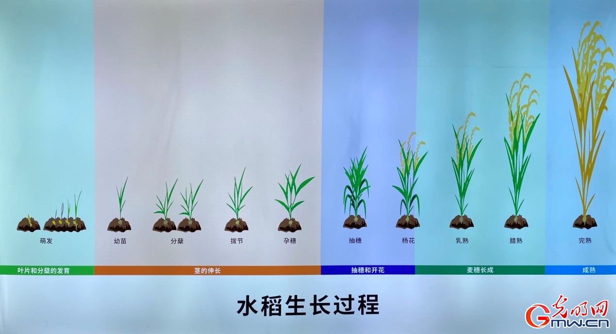 【走进区域看发展】四川德阳稻花公园：创新稻麦体验 转变农业生产模式