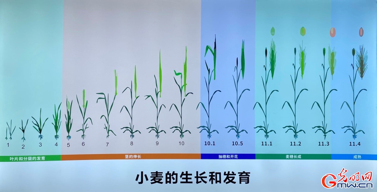 【走进区域看发展】四川德阳稻花公园：创新稻麦体验 转变农业生产模式