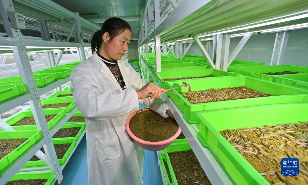 贵州凤冈：“以虫治虫”助力绿色农业发展