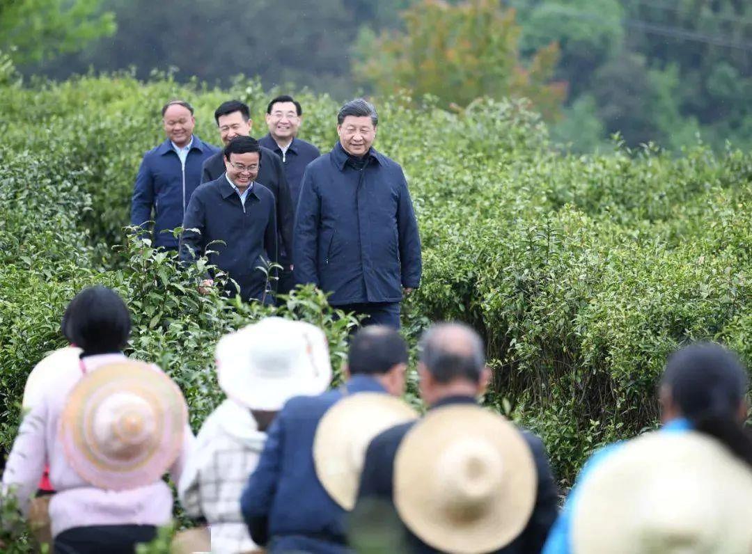 看中国式现代化图景丨茶香富农
