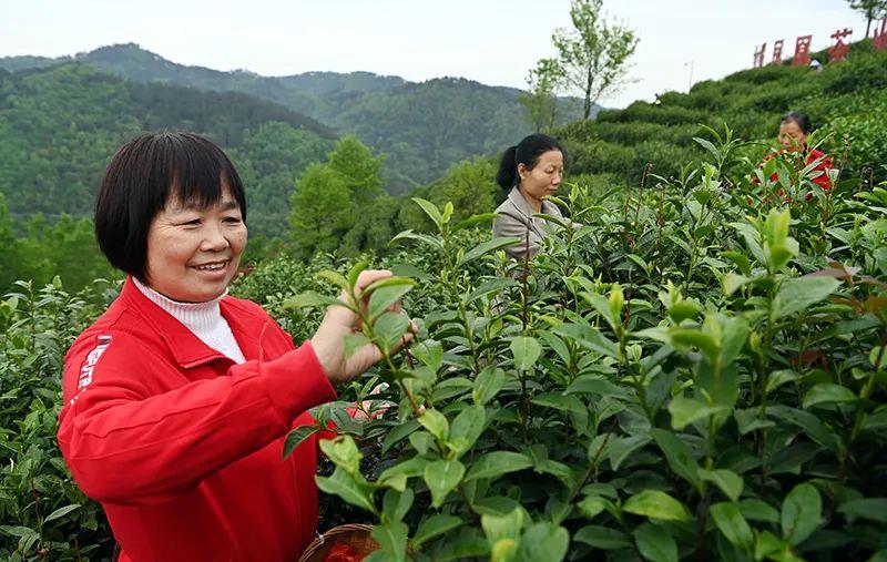 看中国式现代化图景丨茶香富农