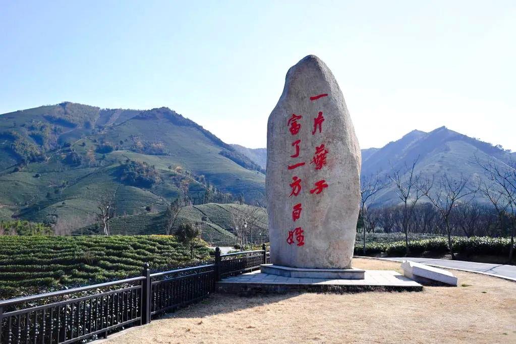 看中国式现代化图景丨茶香富农