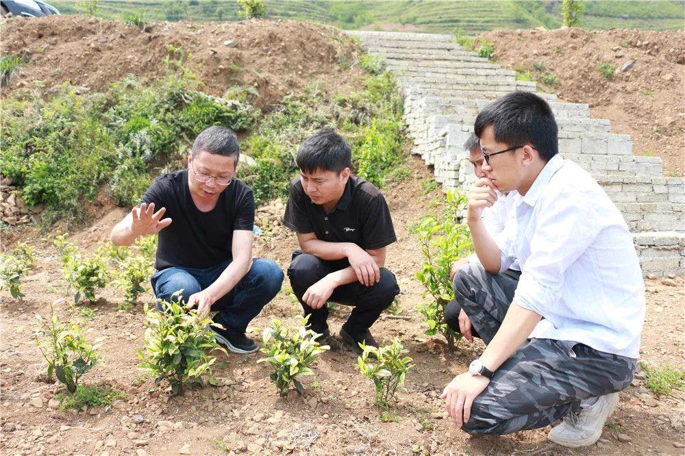 看中国式现代化图景丨茶香富农