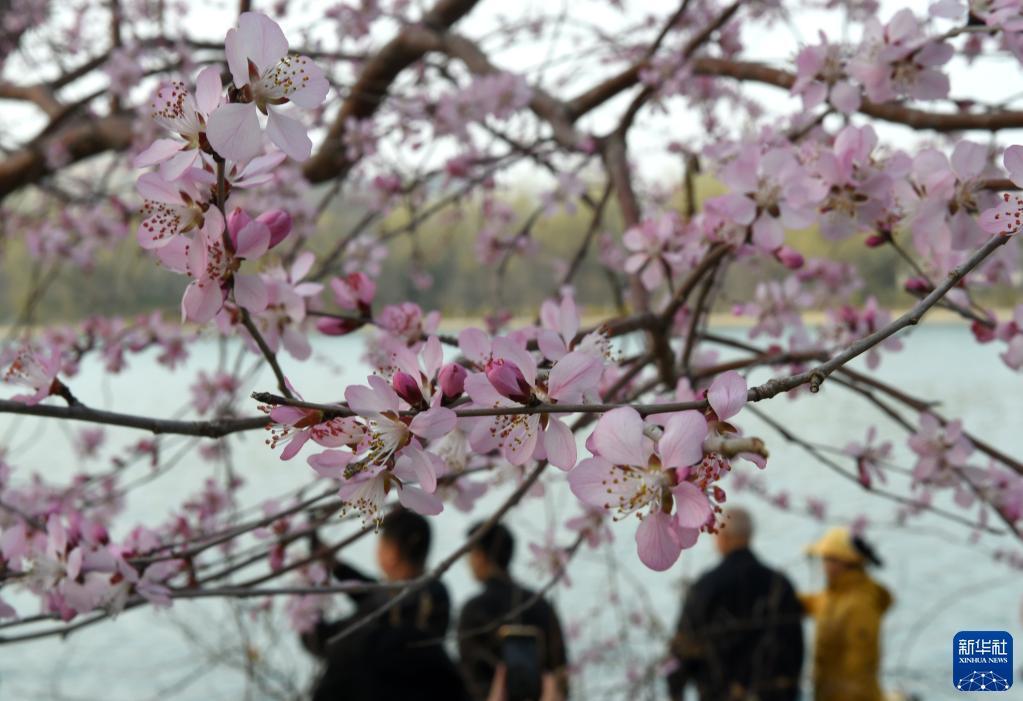 北京：山桃花盛开玉渊潭