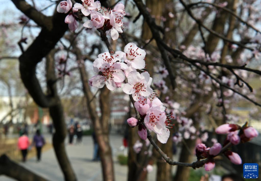 北京：山桃花盛开玉渊潭