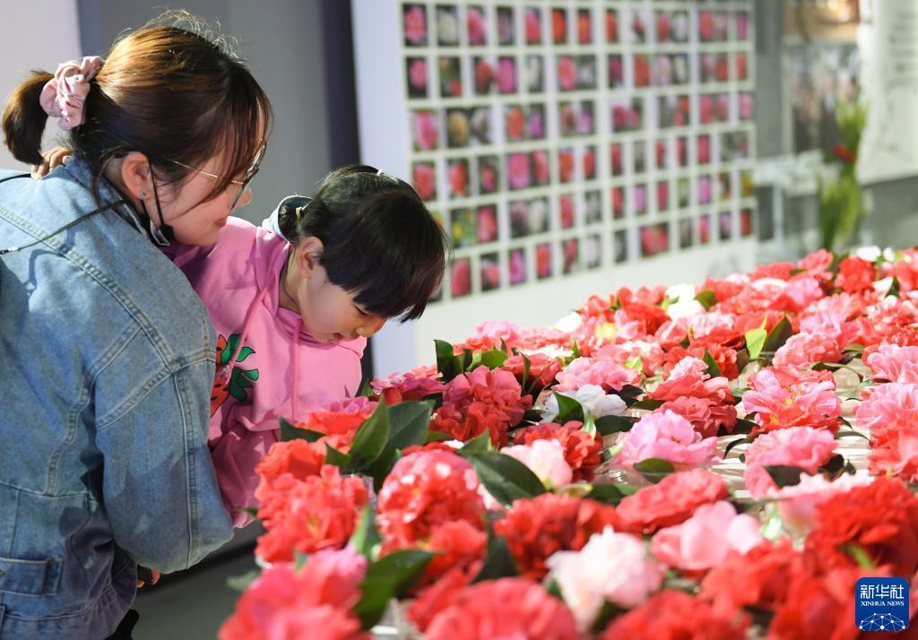 浙江金华茶花节开幕