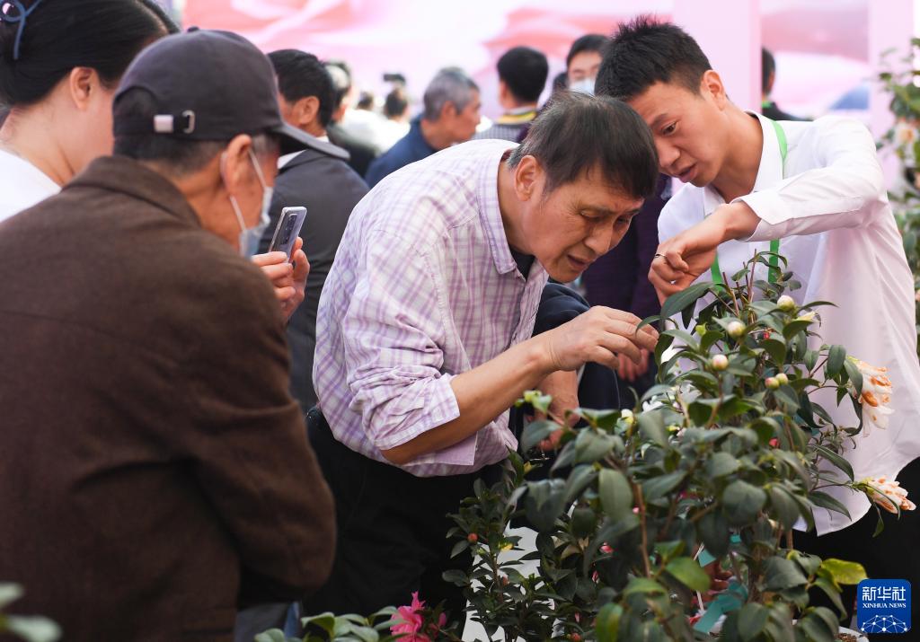 浙江金华茶花节开幕