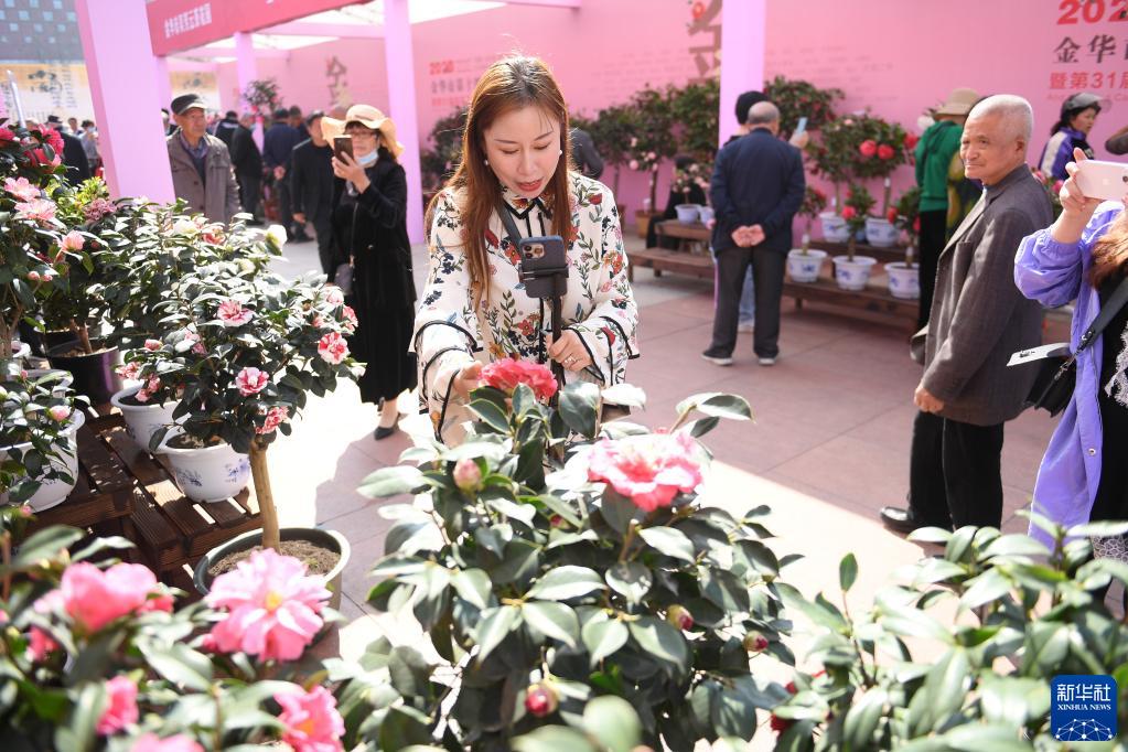 浙江金华茶花节开幕