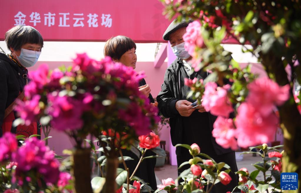浙江金华茶花节开幕