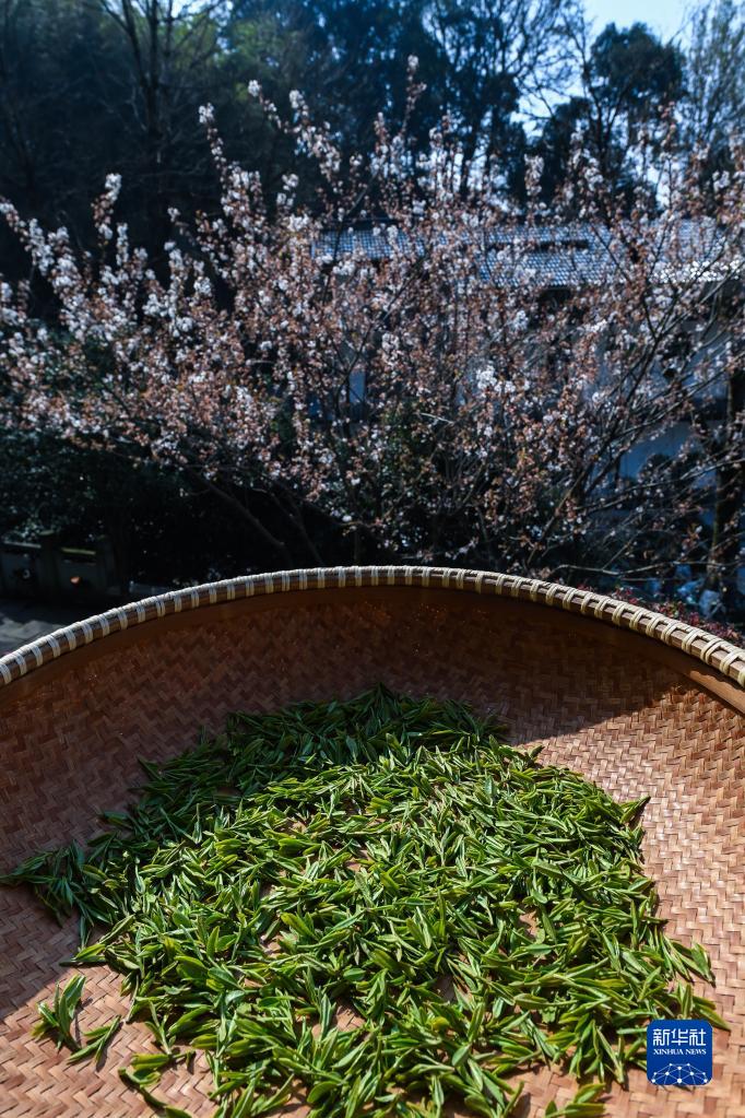 西湖龙井茶正式开采